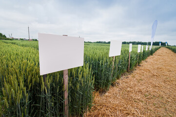 New varieties of grain crops with pointers, selection and research programs