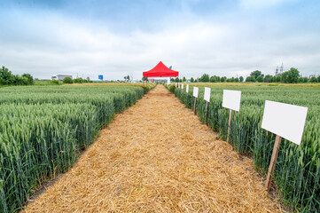 demo plots of cereals with pointers flags, new varieties in winter barley and wheat