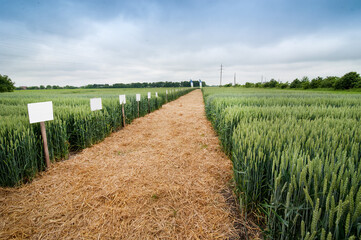 demonstration sectors of plot grain crops, new varieties in agriculture, top view