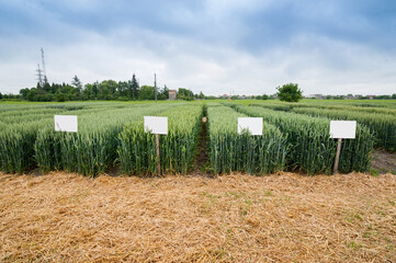 demonstration sectors of plot grain crops, new varieties in agriculture, top view