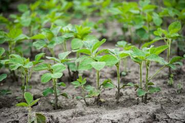 Green soybean plants close-up shot, mixed organic and gmo
