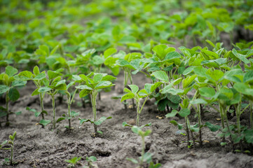 soybeans, close up, agricultural plantations