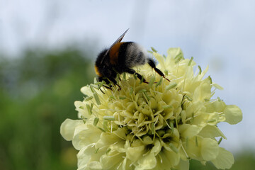 Hummel auf hellgelber Blüte - Stockfoto