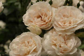 pink roses bloomed in summer