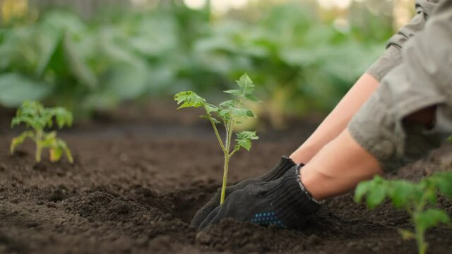 Tomato plant, Planting vegetables, Farm business. Hands of a farmer while planting a plant in a vegetable garden. Watering the garden