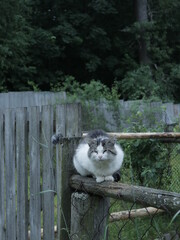 cat on a fence in the village