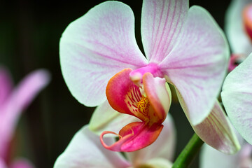 Fototapeta na wymiar Orchidaceae.