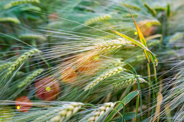 Natural background of green ears of wheat. Sepia. Sunlight and highlight.