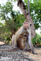 An adult monkey sits with a cub on the background of the green jungle.