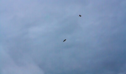 Fototapeta premium birds flying on a blue sky