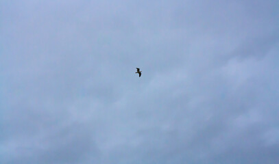 Fototapeta premium birds in flight