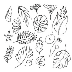 Hand drawn vector set of tropical leaves, star and shell. Black and white line art stock illustration.