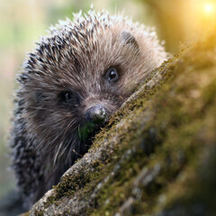 Hedgehog on a tree in the woods