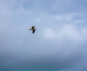 Obraz premium seagull blue sky