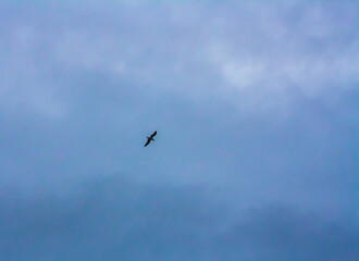 Obraz premium bird in flight