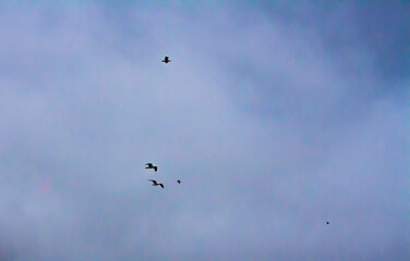 birds in flight