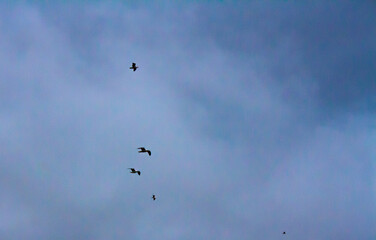 birds in flight
