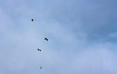Fototapeta premium birds in the sky