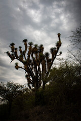 Planta de yucca en el estado de Guanajuato.