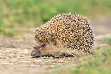 little hedgehog