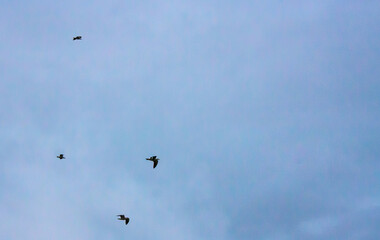 birds in flight