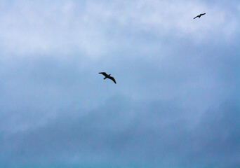birds in flight