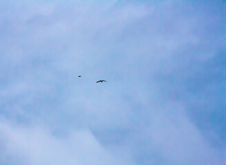 birds in the sky