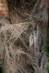 Background texture of a fibrous trunk of a palm tree close-up