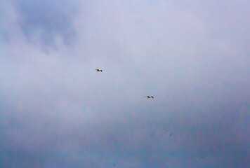 birds in the sky