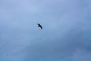 birds in flight