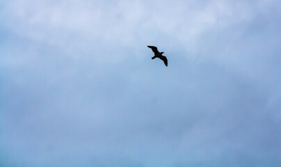 Obraz premium seagull in flight