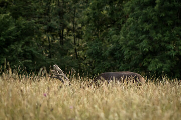 Naklejka na ściany i meble A deer grazes among the grass of the mountains of Asturias, oblivious to the photographer who stalks him, crouched a few meters away.