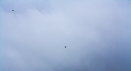 Fototapeta premium birds in the sky