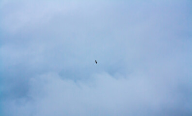 birds in flight