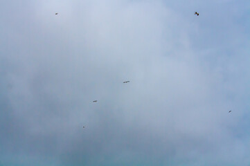 birds flying in the sky