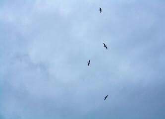 birds flying in the sky