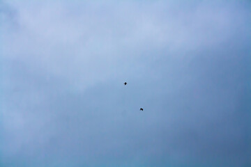 seagulls in a blue sky 