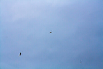 seagulls and a blue sky