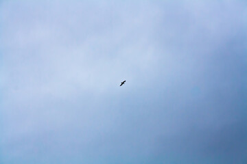 Fototapeta premium seagull in flight