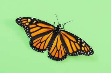 Female Monarch butterfly (Danaus plexippus) wings open on light green background