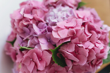 Hydrangea pink petals close up. Floral background. Beautiful pink and purple hydrangea flowers at home, closeup view on gentle petals. Happy mothers day or womens day