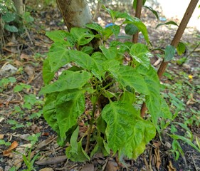 Habanero pepper plant on sunny day in a rural area of ​​Guatemala