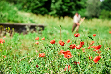 many flowers on the grass. Red poppies with green background close-up with blur
