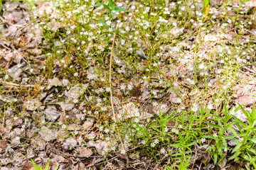 A collection of small plants with yellow flowers.