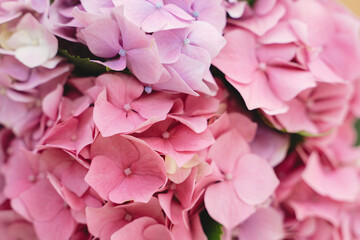 Hydrangea pink petals close up. Floral background. Beautiful pink and purple hydrangea flowers at home, closeup view on gentle petals. Happy mothers day or womens day