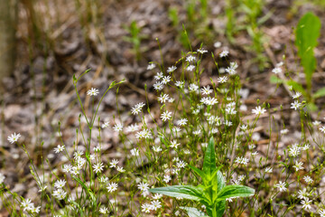 A collection of small plants with yellow flowers.