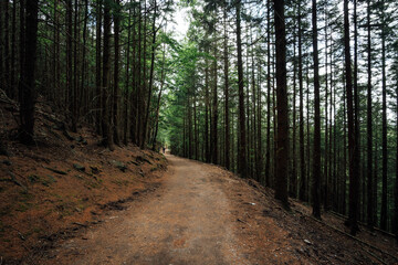 Wanderweg durch den Fichtenwald
