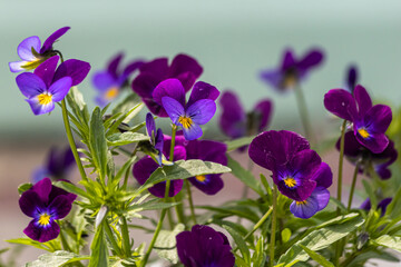 Beautiful blue and purple violet wildflowers with green leaves are in summer garden