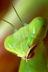 mantis, religious mantis, wasp feeding, green mantis close up