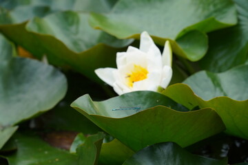 Fototapeta premium Seerose